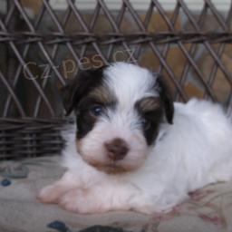 Pozitivn� Havanese