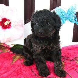 Okouzluj�c� Cavapoo
