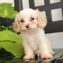 sladk� Cavalier Mix