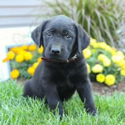 Sladk� labradorsk� retr�vr