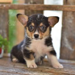 Spole�ensk� Welsh Corgi (Pembroke)