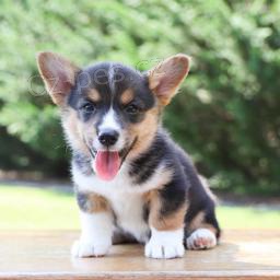 miluj�c� Welsh Corgi (Pembroke)