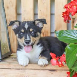 N�dhern� Welsh Corgi (Pembroke)