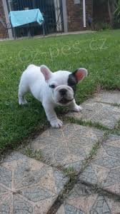 Radostn� francouzsk� buldok