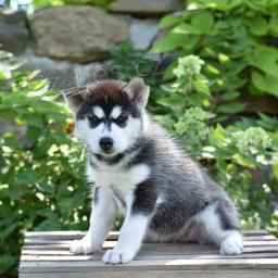 Sharp sibi�sk� husky