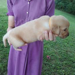 �t�pkova� zlat� retr�vr