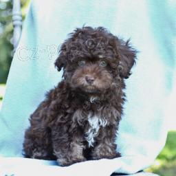 sladk� pudl (hra�ka)