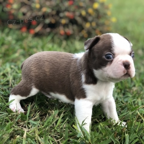 Velkolep� a zdrav� bostonsk� teri�r