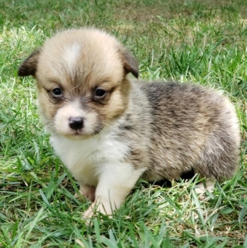 Nao�kovan� �t��ata Pembroke Welsh Corgi �t��ata na prodej