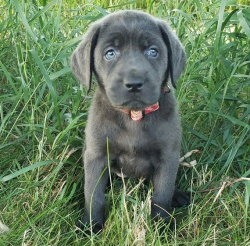 Na prodej roztomil� a spole�ensky vycvi�en� �t���tka labradorsk�ho retr�vra.