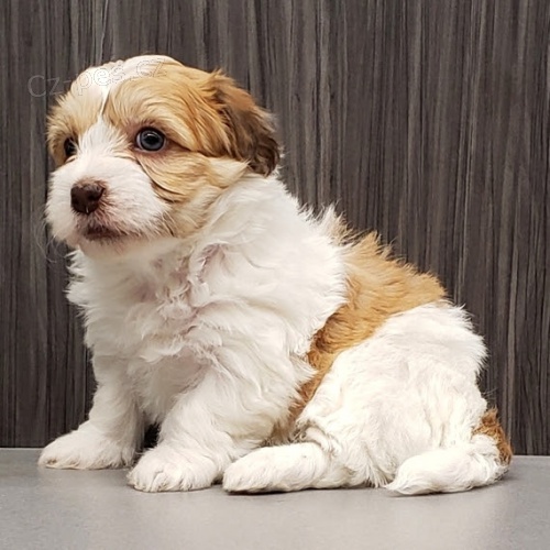O�kovan�, zdrav� �t��ata Havanese a samice na prodej