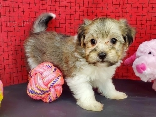 Na prodej roztomil� a soci�ln� vy�kolen� �t���tka Havanese.