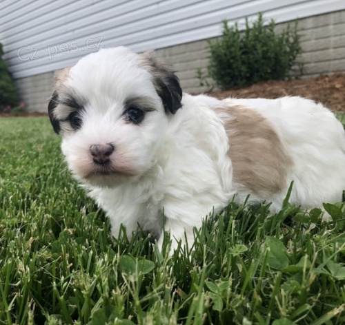 kr�sn� o�kovan� a rozko�n� havansk� �t��ata