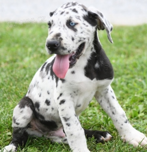 O�kovan�, zdrav� �t��ata n�meck�ho doga a samice na prodej