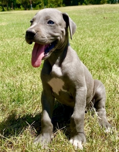 Na prodej roztomil� a soci�ln� vy�kolen� �t���tka n�meck� dogy.