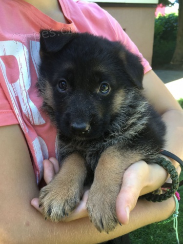 �t��ata n�meck�ho ov��ka s PP