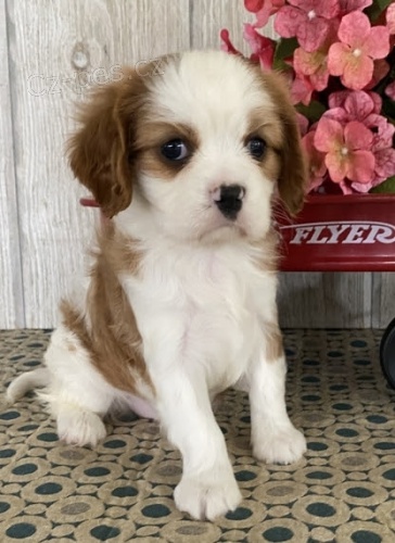 O�kovan� �t��ata King Charles Spaniel.