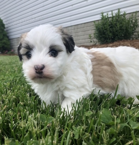 O�kovan� miniaturn� havansk� �t��ata.