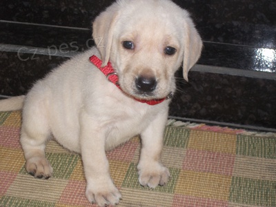 hrav� �t���tka labrador�