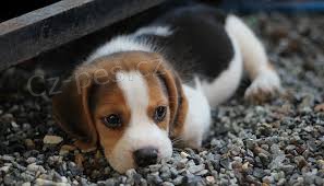 ��asn� beagle