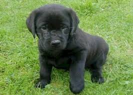 hrav� �t���tka labrador�