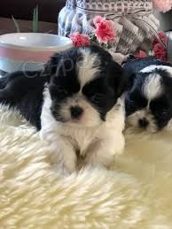 Miluj�c� shih tzu