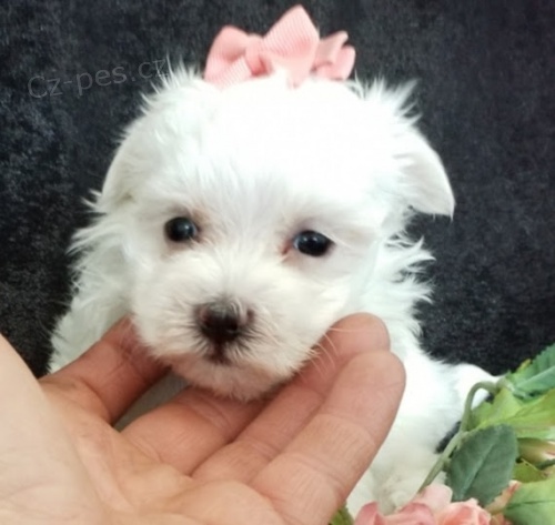  Maltez - Maltezsky ps�k  /  Maltez - Maltezsky ps�k 