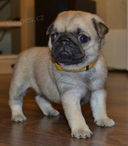 Mops �t��ata