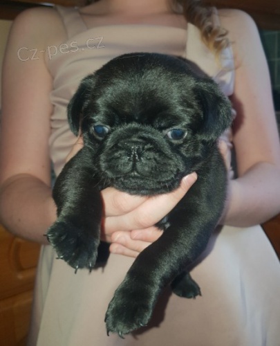 Mops �t��ata k dispozici