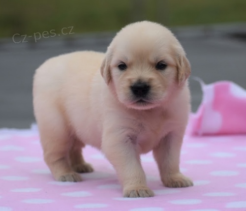 Zlat� retriever s pp
