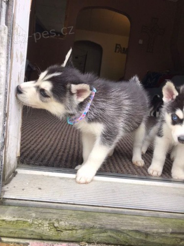 Sibi�sk� husky �t��ata p�ipraven