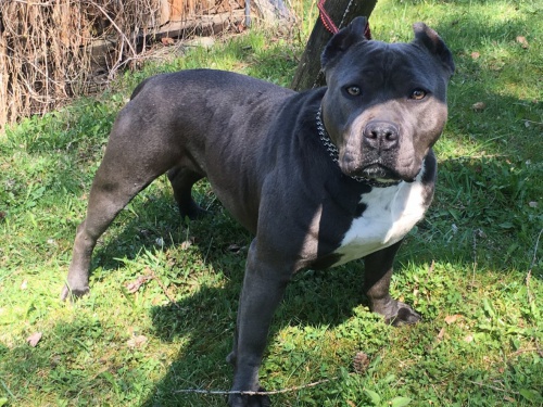 Americk� staford�irsk� teri�r