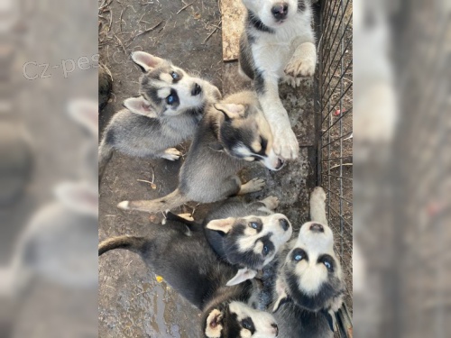 �istokrevn� sibi�sk� husky FCI