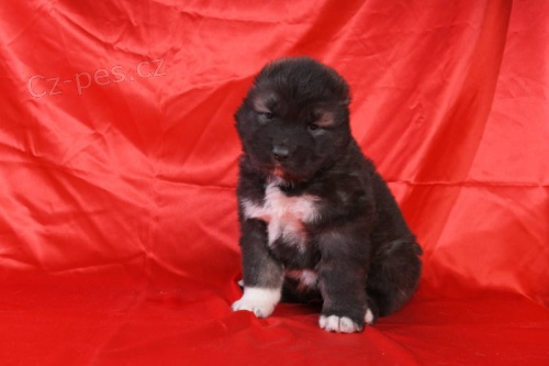 Kavkazsk� pasteveck� pes