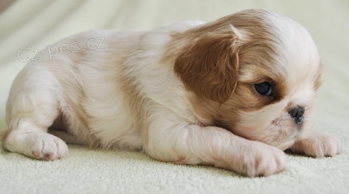 King Charles �pan�l  s PP