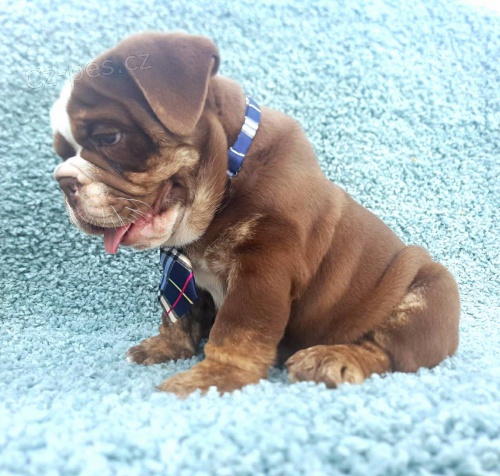 Buldog �okol�dov� barvy