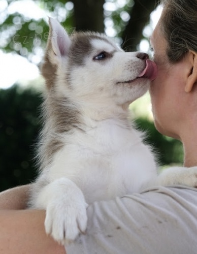 �t��ata S.huskyho bez PP