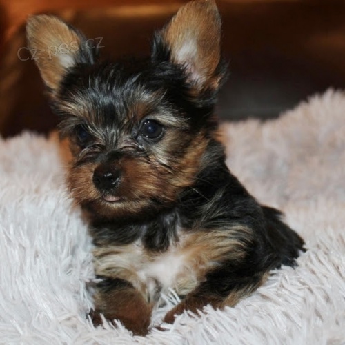 jork��rsk� teri�r.