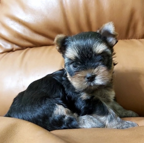 Jork��rsk� terrier 