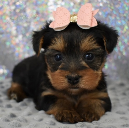 jork�irsk� teri�r fene�ky s pp