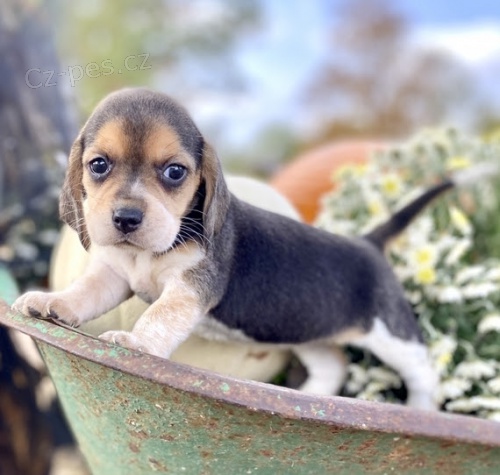 B�gl trikolorn� �t��ata