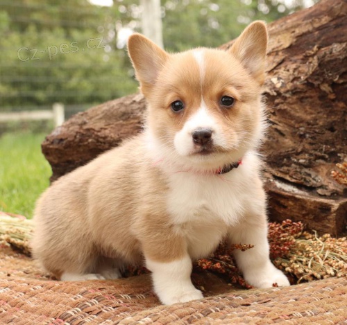 miluj�c� Welsh Corgi (Pembroke)