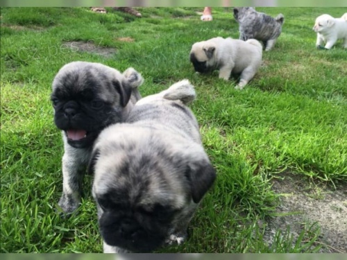 Mops chlapci a d�vky