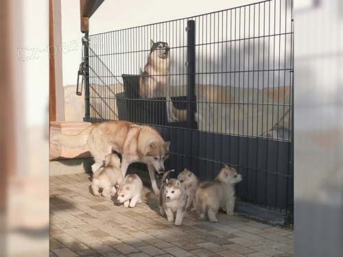 Husky chlapci a d�vky