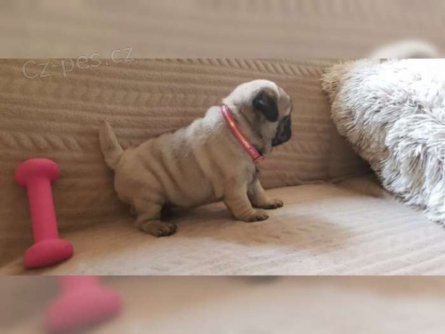 Fantastick� Mops �t��ata