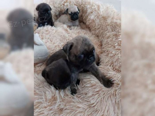 Mops chlapci a d�vky