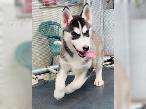 Sibi�sk� Husky - �t��ata s PP