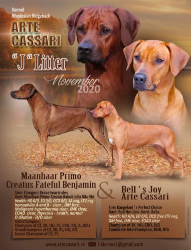 Rhod�sky ridgeback