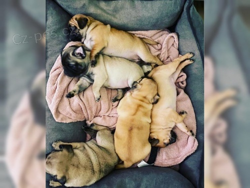 Mops �t��ata s PP