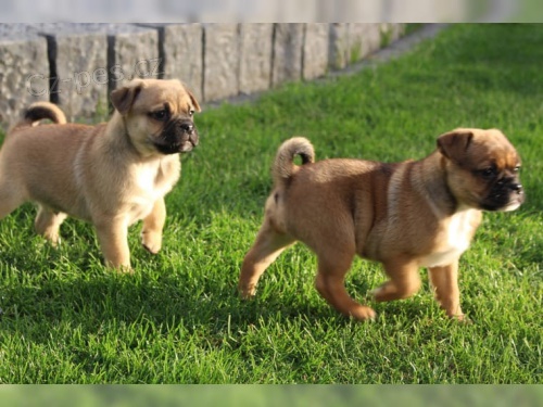 Mops chlapci a d�vky FCH